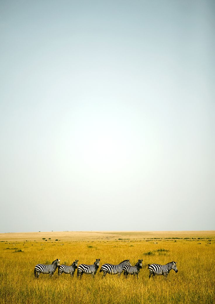 a herd of zebras running across a grassy field in the wild with blue skies behind them