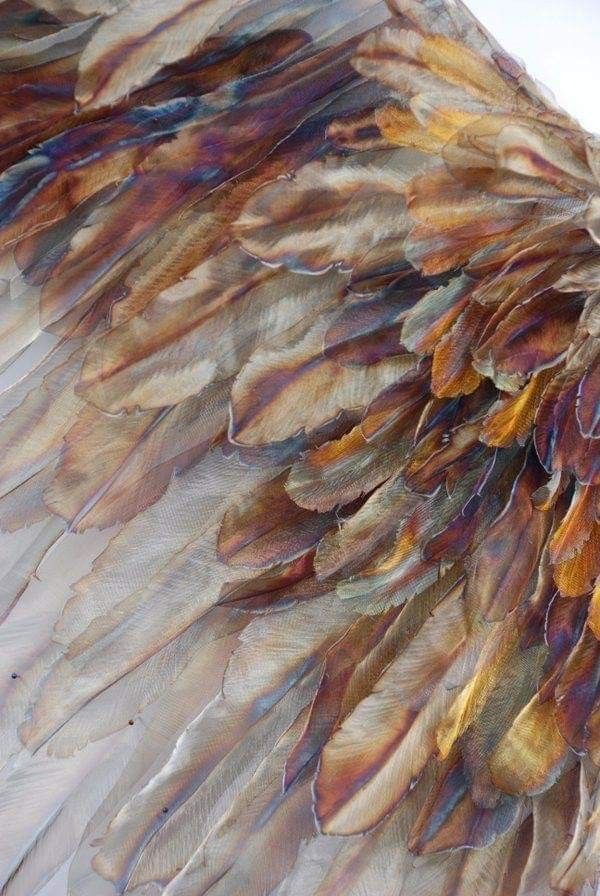 a large bird's wing with multicolored feathers