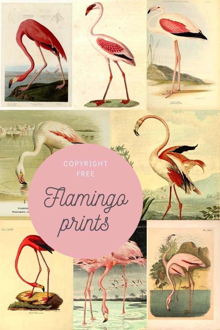 flamingos and other birds are featured in this vintage printable poster with the words, copylight free flamingo prints