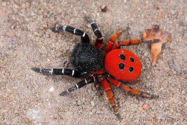 a red and black spider sitting on the ground