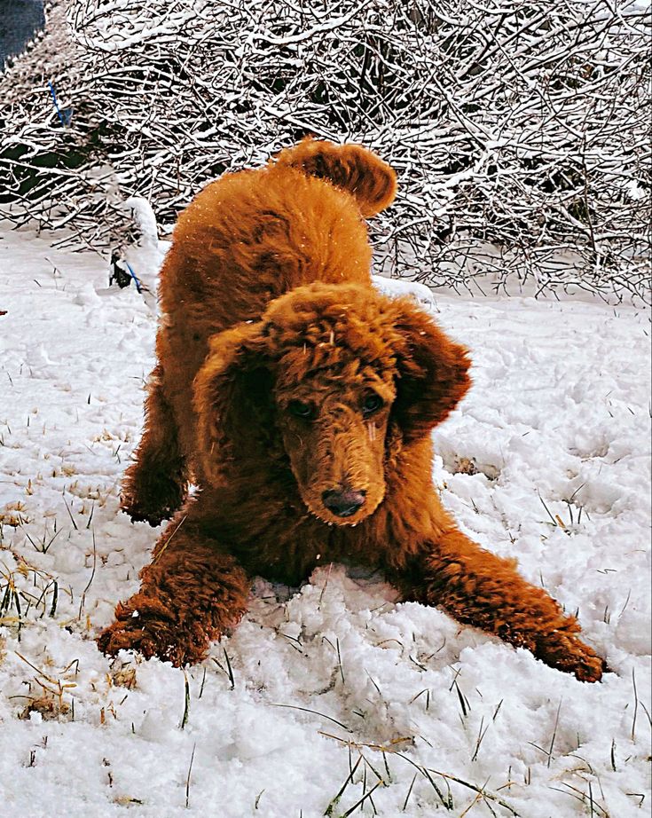 a brown dog standing on top of snow covered ground