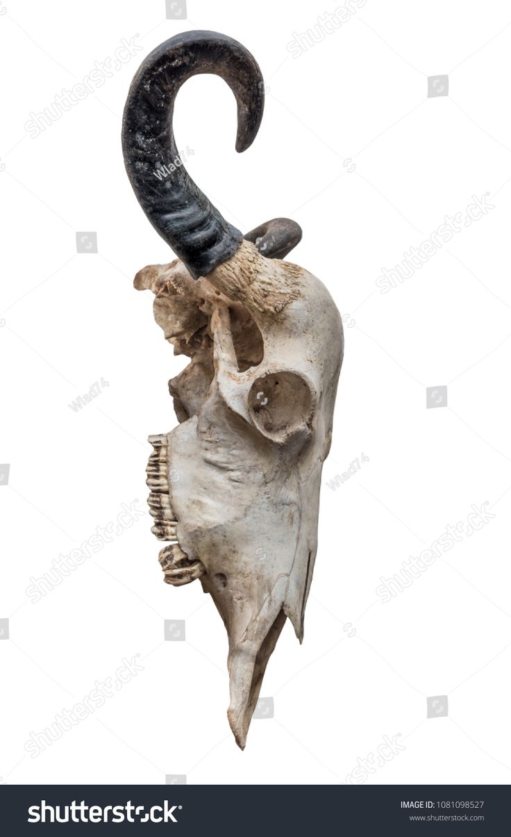 an animal skull with horns hanging from it's side on a white background stock photo