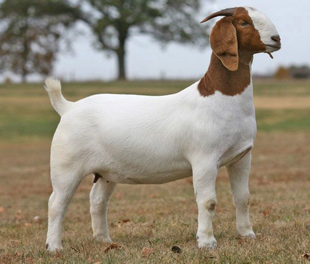 a small goat standing in the middle of a field with trees in the back ground