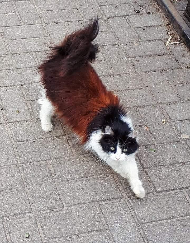 a black, white and brown cat standing on top of a sidewalk