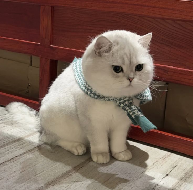 a white cat wearing a blue tie sitting on the floor