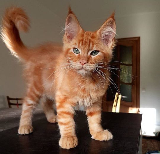 an orange kitten standing on top of a table