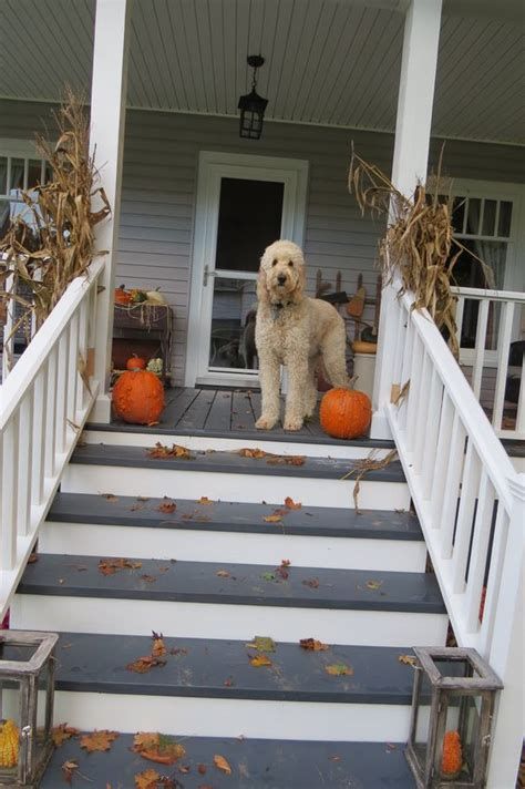 a dog is standing on the front steps of a house with fall leaves and pumpkins