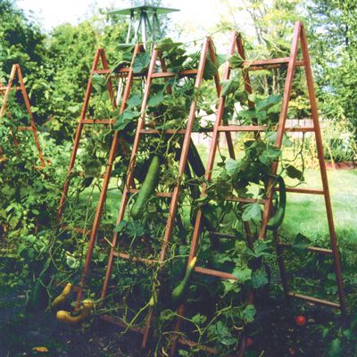 an old wooden trellis with many plants growing on it's sides in a garden