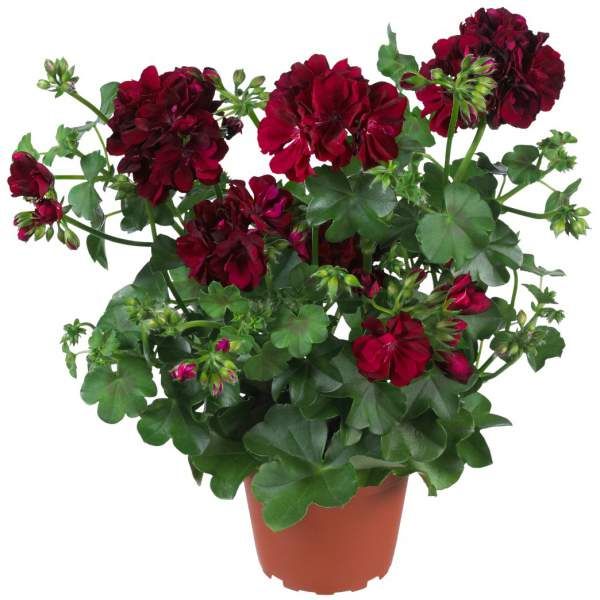 a potted plant with red flowers and green leaves