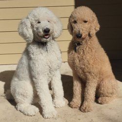 two poodles sitting next to each other in front of a house