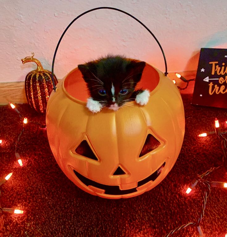 a black and white kitten sitting in a pumpkin shaped basket with its head sticking out