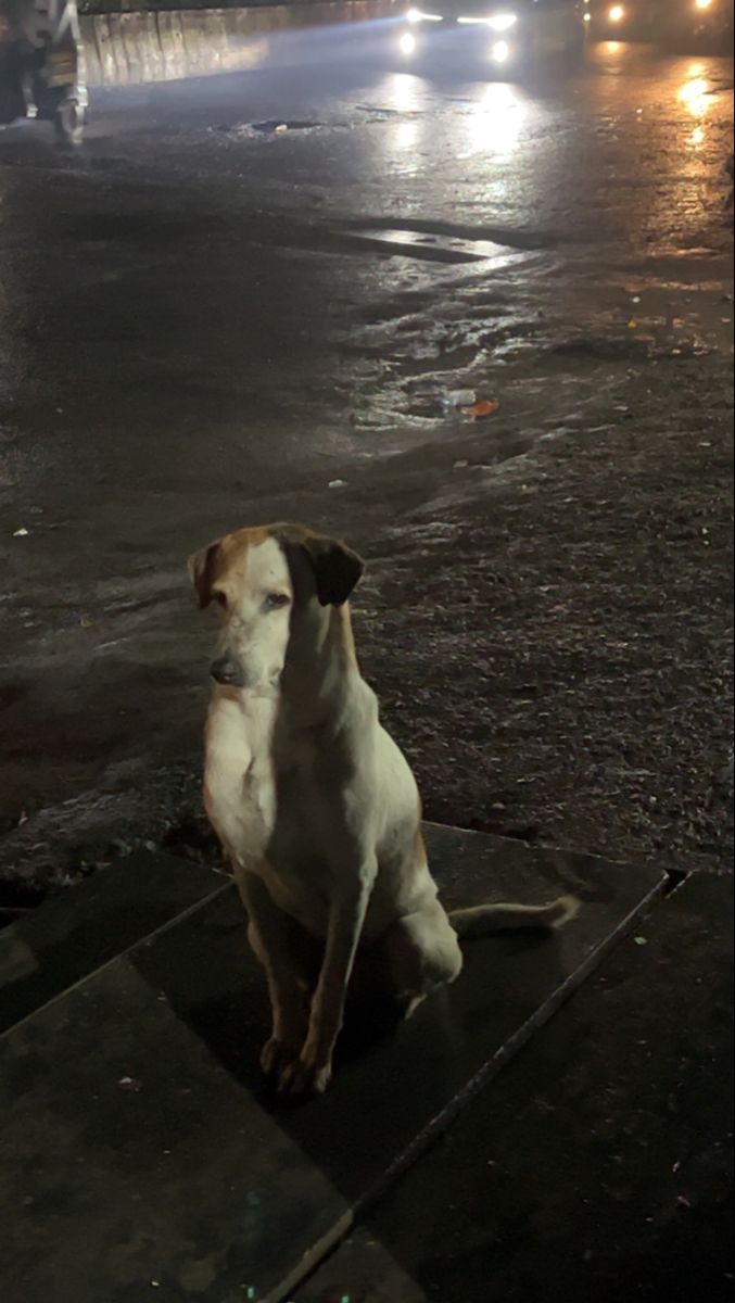 a dog is sitting on the ground in the street at night with its head turned to the side