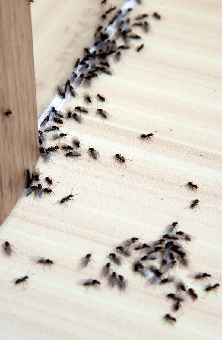 many small black bugs on the floor next to a wooden post and door frame with white paint