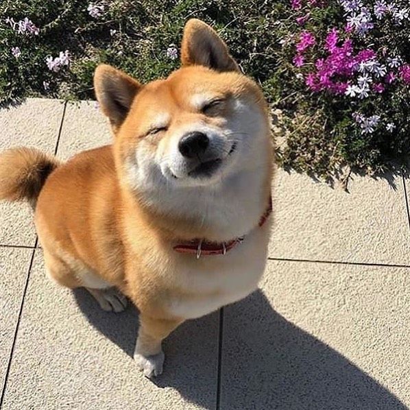 a brown and white dog sitting on top of a cement floor next to purple flowers