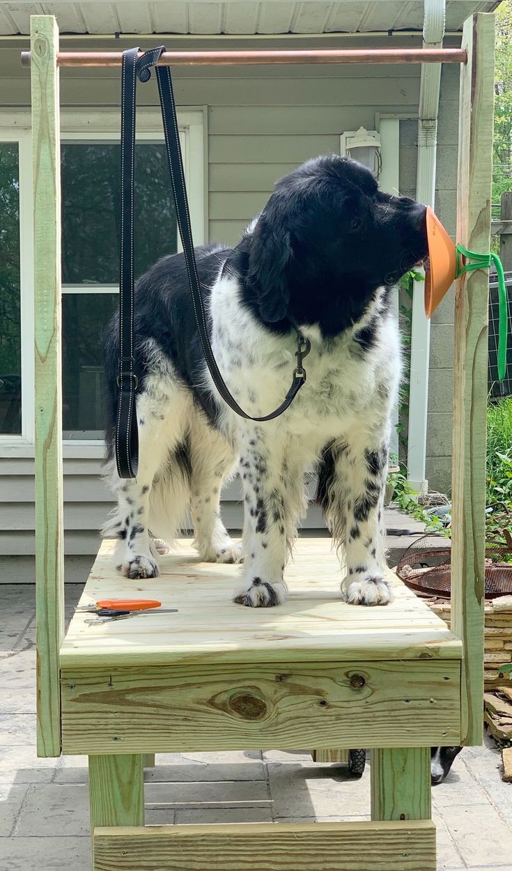 a black and white dog standing on top of a wooden platform with an orange toy in it's mouth