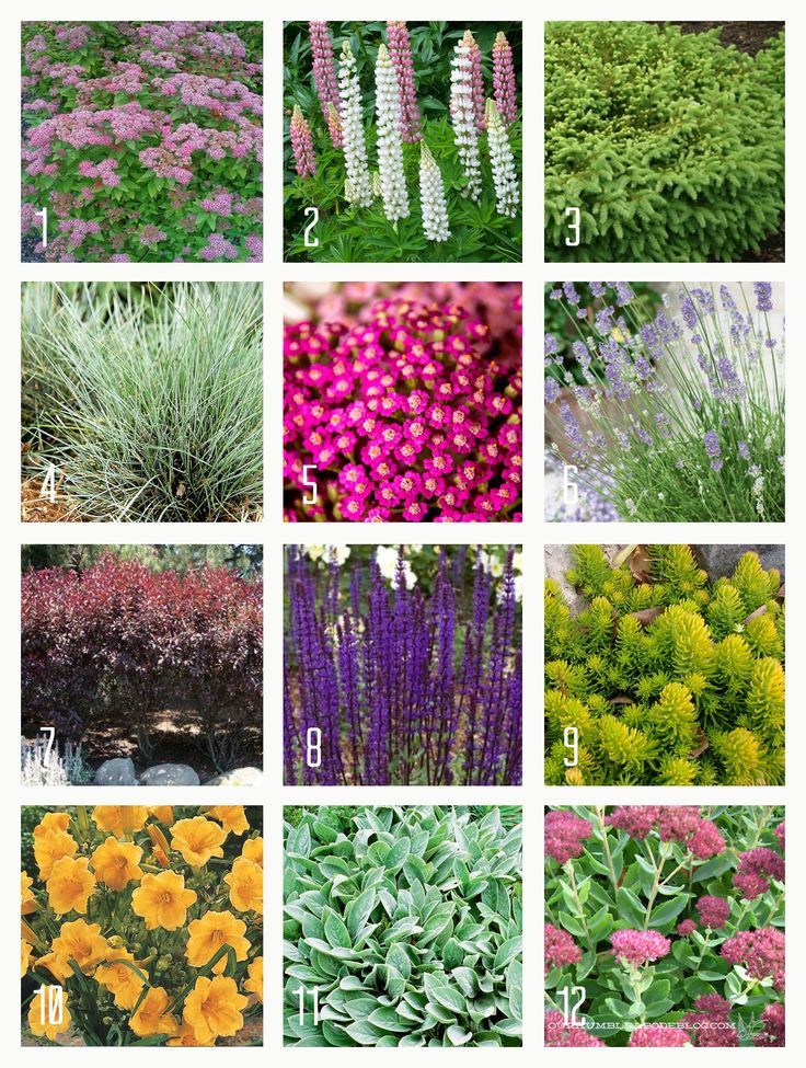 different types of flowers and plants that are in the same garden size, from top to bottom