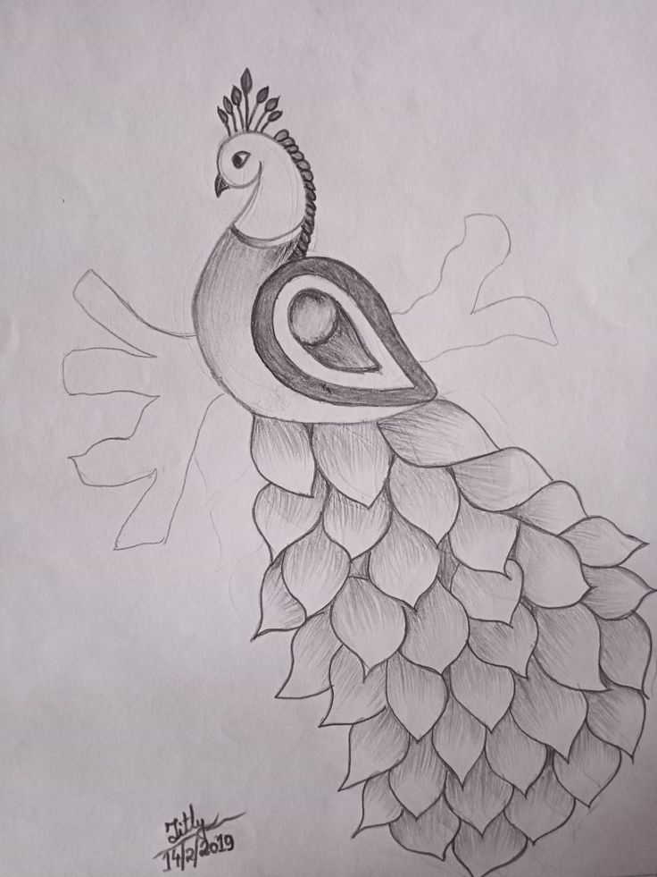 a pencil drawing of a peacock on paper