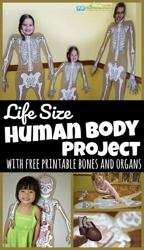 the life size human body project with free printable bones and organs for kids to make