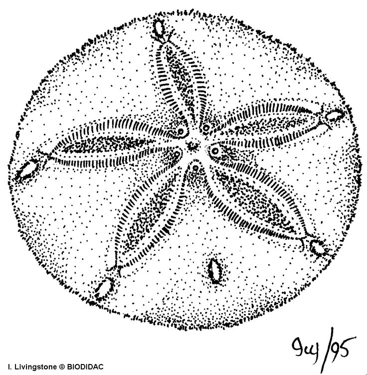 an image of a sand dollar in the shape of a starfish, vintage line drawing or engraving