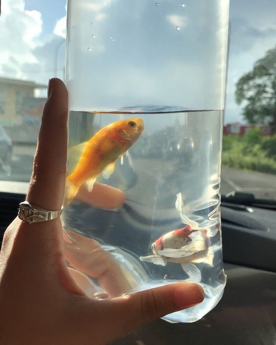 a hand is holding up a glass filled with water and goldfish