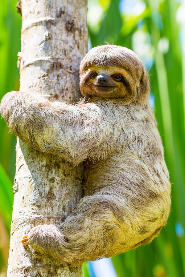 a sloth hanging on the side of a tree in a jungle stock photo - image