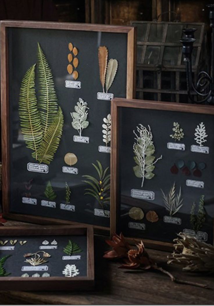 three framed pictures with different types of plants and leaves in them on a wooden table