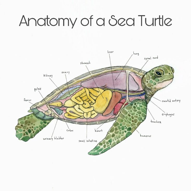 the anatomy of a sea turtle is shown in this illustration, with labels on it