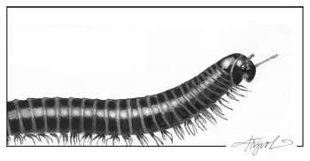 a black and white photo of a caterpillar