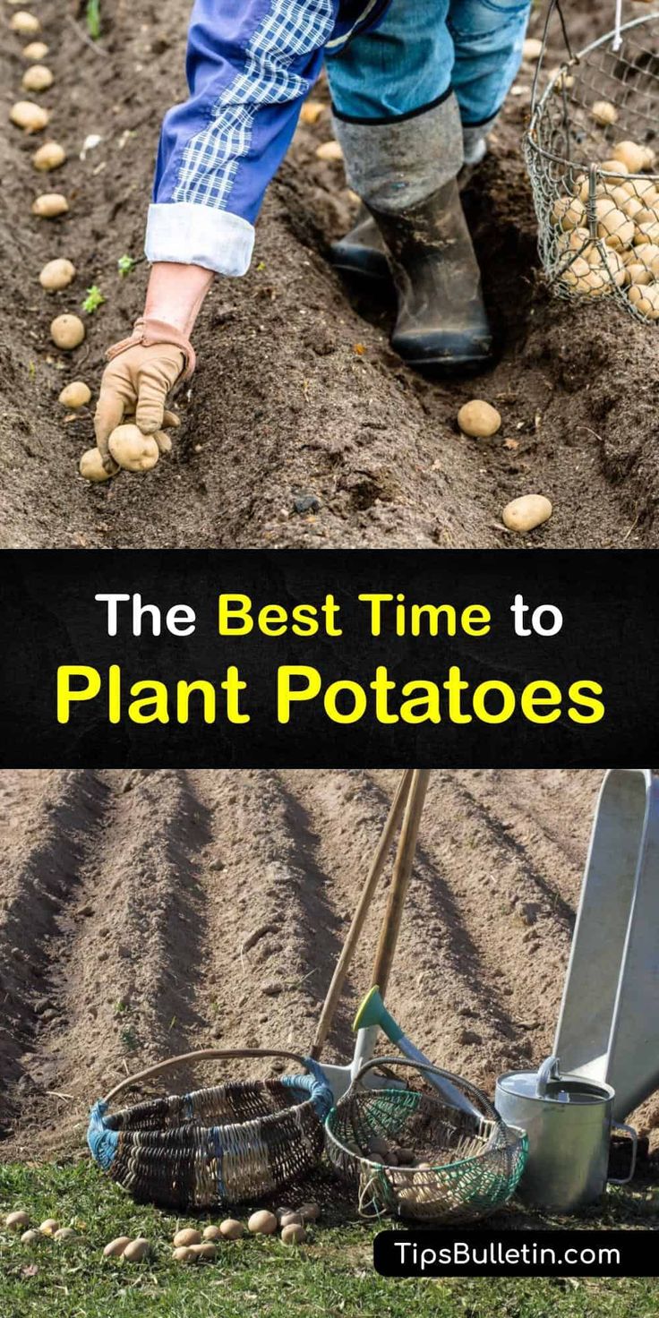 the best time to plant potatoes