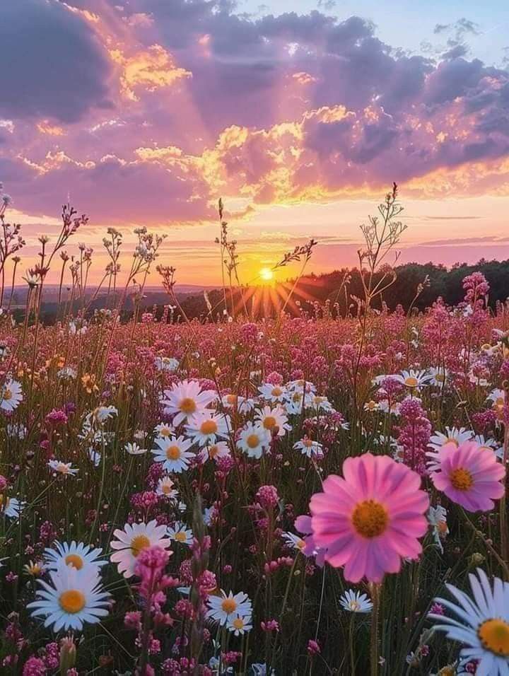 the sun is setting over a field full of daisies and wildflowers in bloom