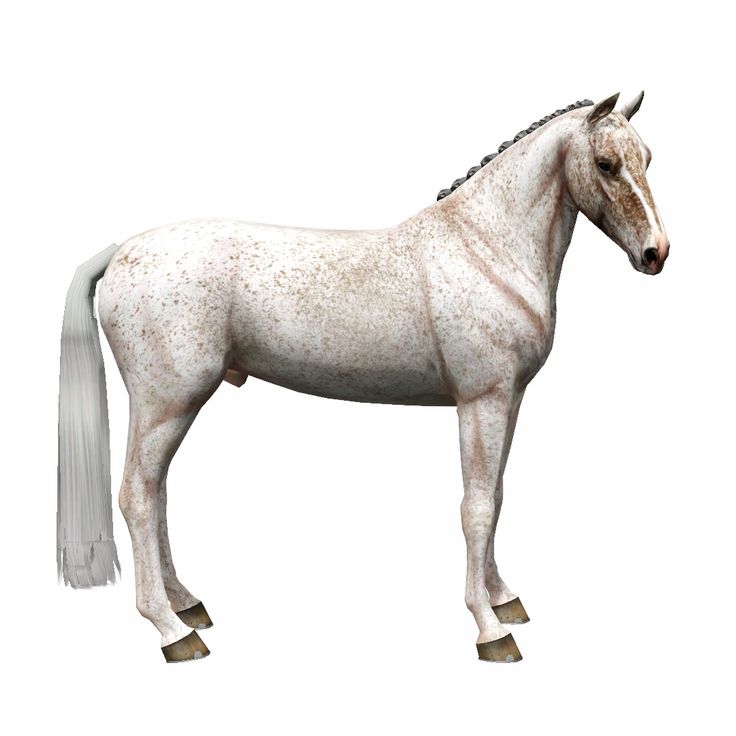 a white horse is standing in front of a white background