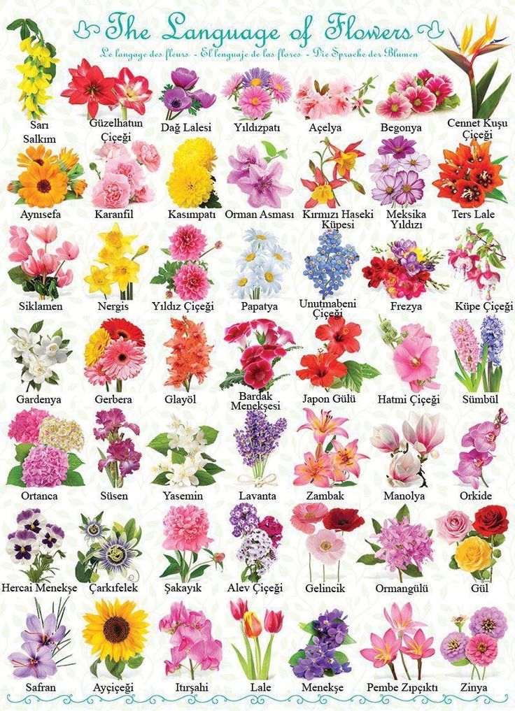 the language of flowers is shown in this poster, which shows different types of flowers