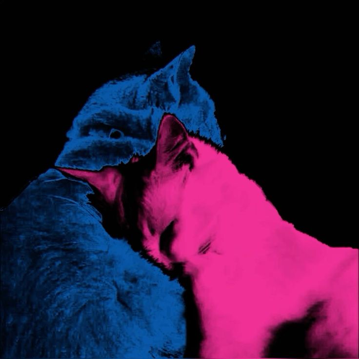 two cats sleeping next to each other on top of a blue and pink blanket,