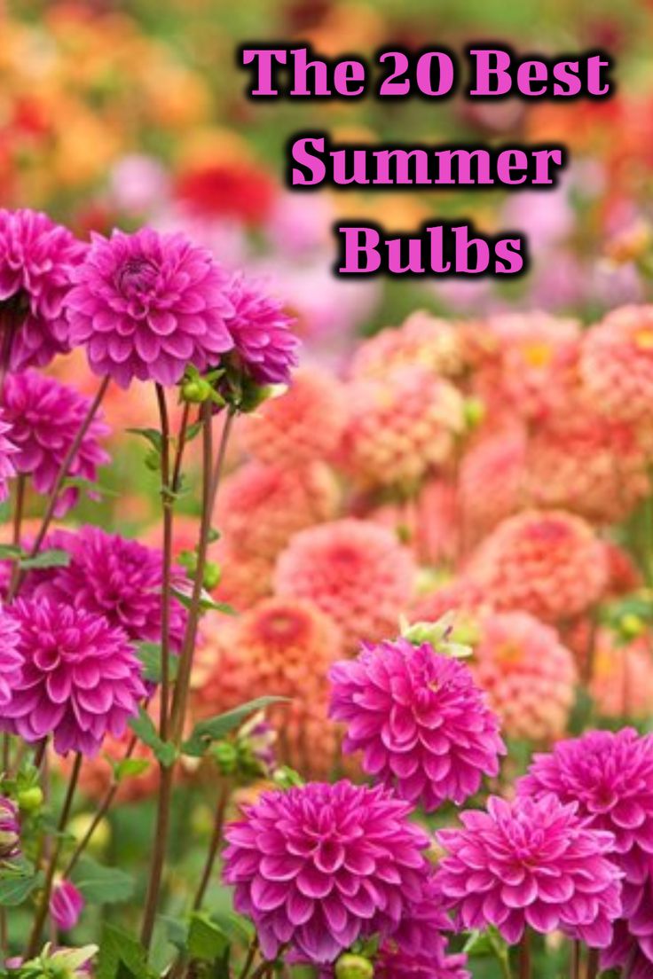 pink and peach dahlias are a great summer bulb to plant in your garden Bulbs That Flower All Summer, Bulbs For Shade Garden, Bulb Flower Bed Design, Container Bulb Planting, Summer Planting Flowers, Bulb Bed Ideas, Flower Bulbs To Plant In Spring, Summer Bulbs To Plant In Spring, Spring Flower Beds Front Yards