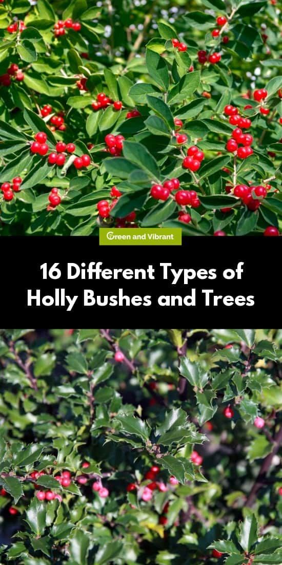 different types of holly bushes and trees with text overlay that reads, 10 different types of holly bushes and trees