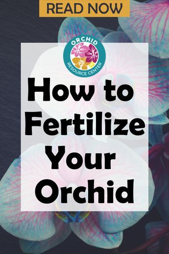 purple flowers with the words how to fertilize your orchid read now on it