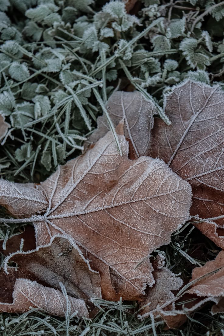 frosted leaves lay on the ground next to grass