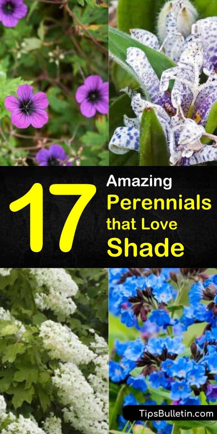 flowers with the title 17 amazing perennials that love shade