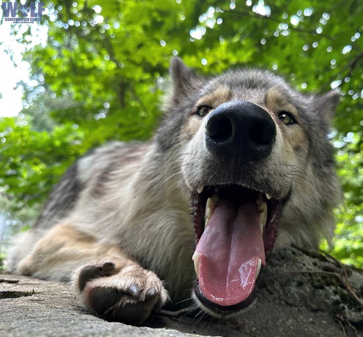 a wolf laying on top of a rock with its mouth open and it's tongue out