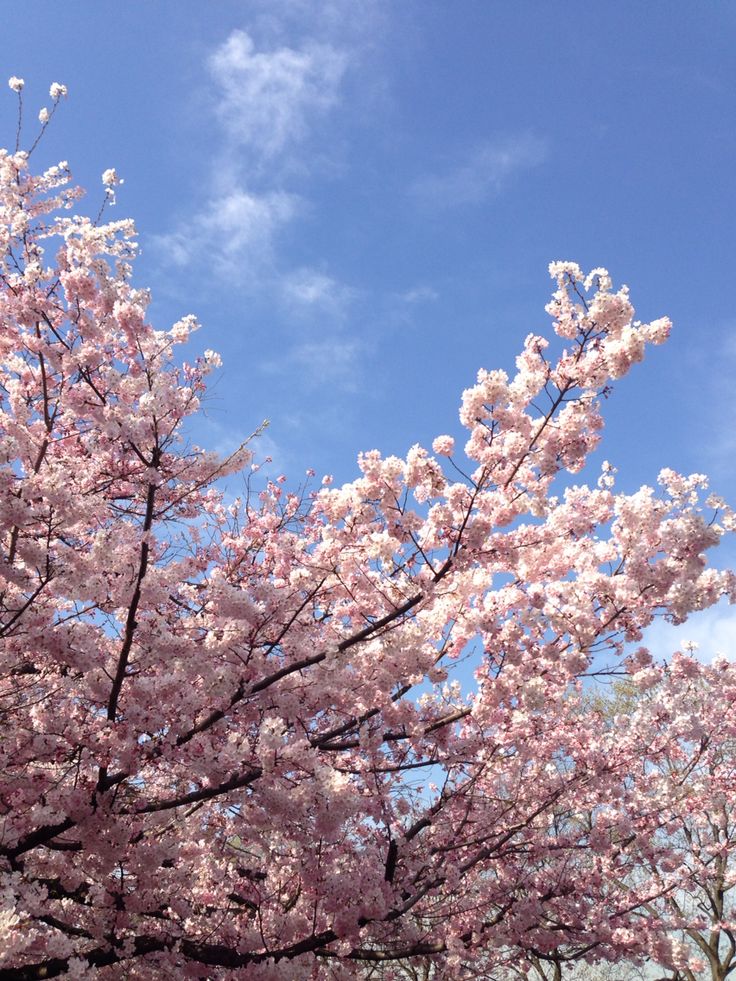 pink flowers are blooming on the branches of trees in front of a blue sky