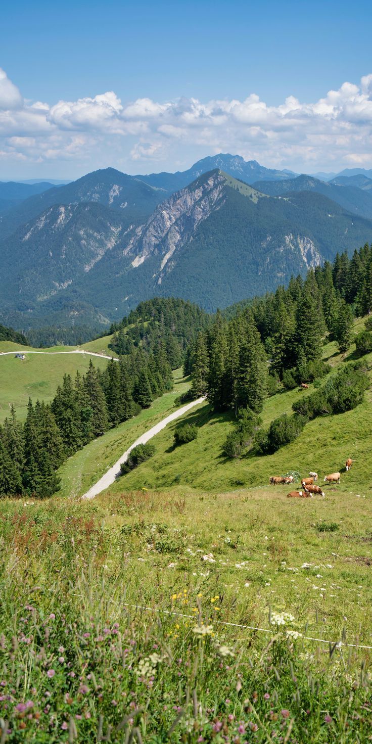 cows graze on the side of a grassy hill with mountains in the back ground