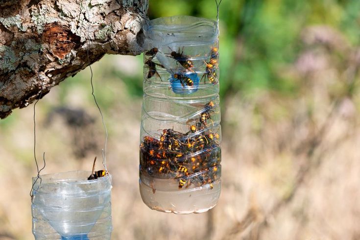 two jars filled with insects hanging from a tree