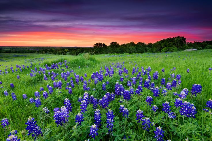 a field full of blue and white flowers under a purple sky with clouds in the background