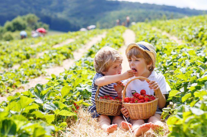 two little boys sitting in the middle of a field with strawberries