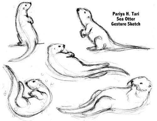 some drawings of sea otters in various positions and sizes, including one with its mouth open