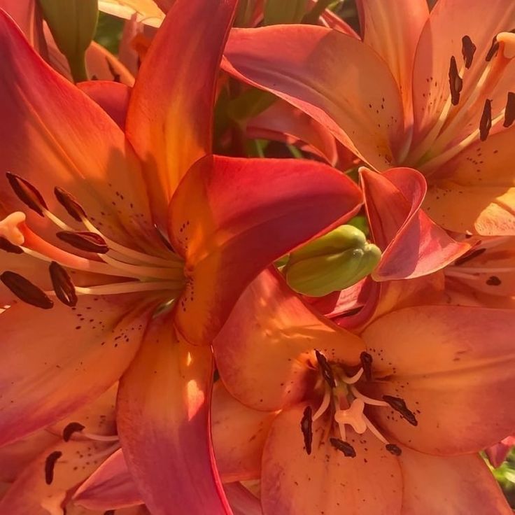 an orange and pink flower with green leaves