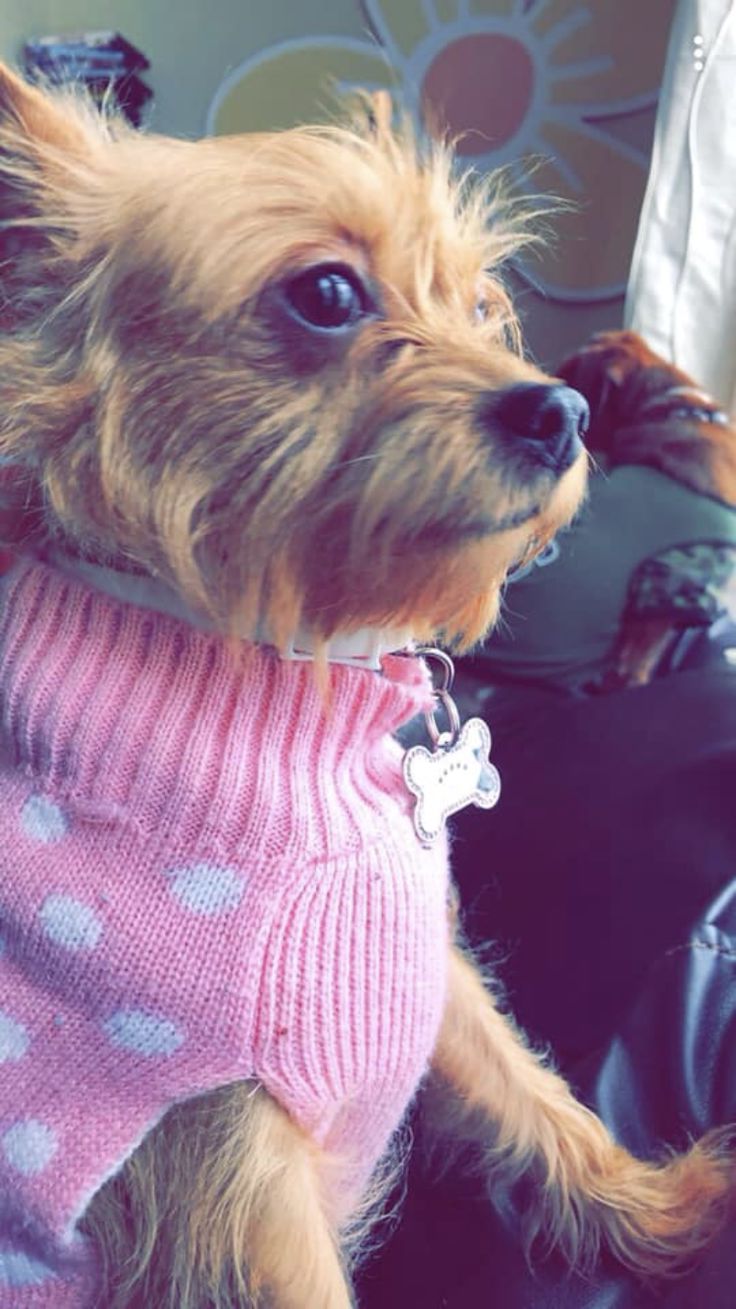 a small dog wearing a pink sweater with white polka dots on it's chest