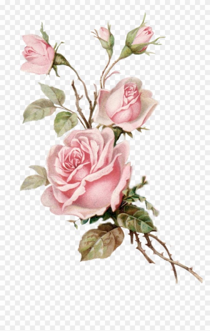 pink roses with green leaves and buds on a white background png clipart free