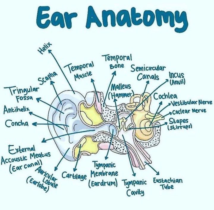 an image of the structure of ear anatomy