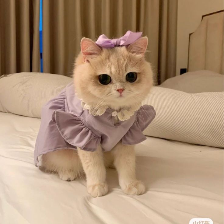 a white cat wearing a purple dress on top of a bed